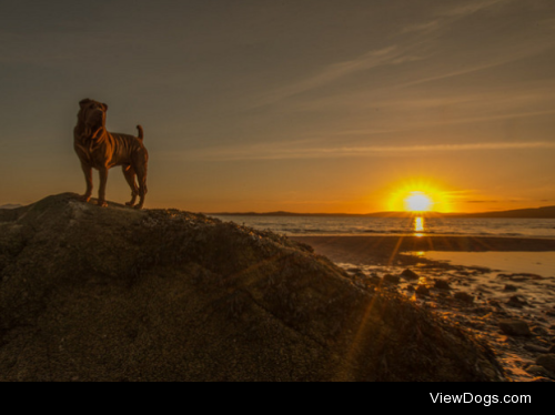 Sharpei by Michael M. Sweeney