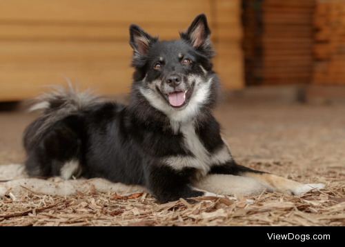 Icelandic Sheepdog by Daniela Thalmann