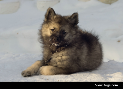 Sammy the keeshond puppy by Scott Scoville