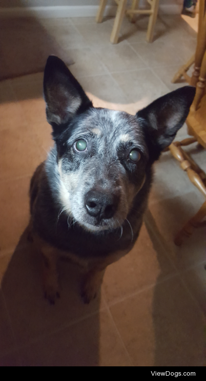 this is Sammy! he’s a very sweet blue heeler who went blind with…