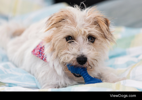 Dog with a bone by Jennie Franklin