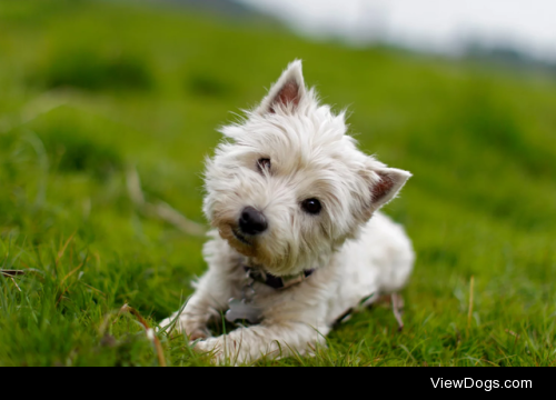 Little White Dog by Mikkel Bigandt