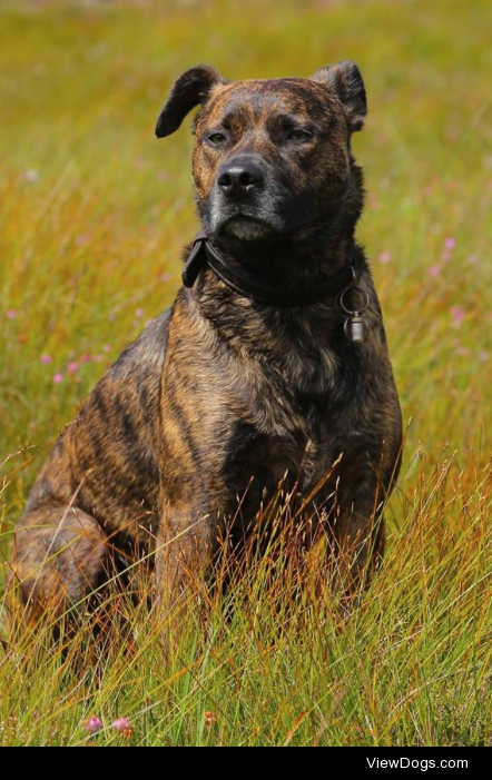 This is Onyx, our staffie-cross. We picked this little fellow up…