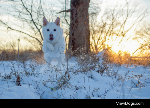 Koda the husky/shiba mix by Jeremiah Ewing