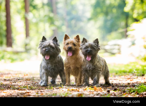 The three musketeers by Daria Kutsch