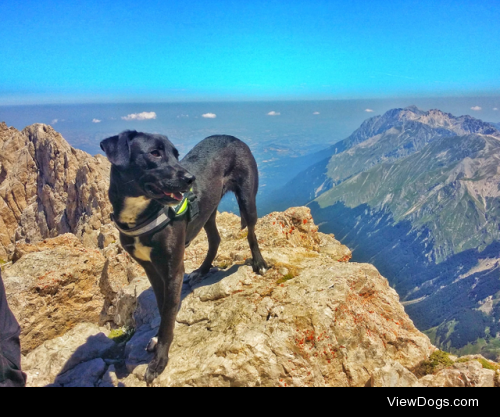 Hiking dog! by Roberto del Conte