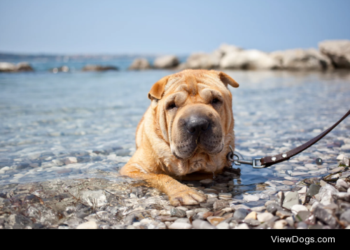 Sharpei dog by Istvan Csak