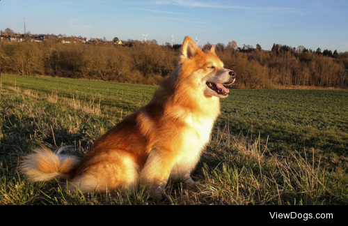 Krummi enjoys the evening sun by Per Jensen