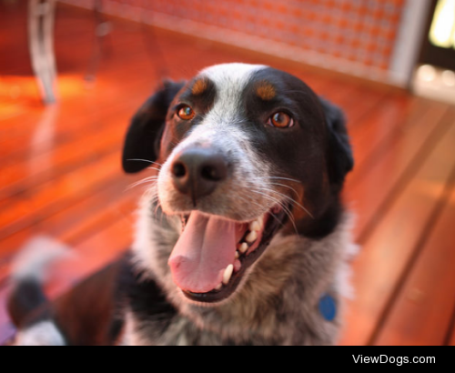 Happy dog by Nikulin’s Photography