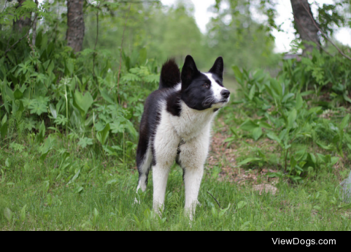 Karelian bear dog by PoerriCat