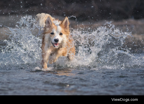 Icelandic Sheepdog by KDP Pawtography