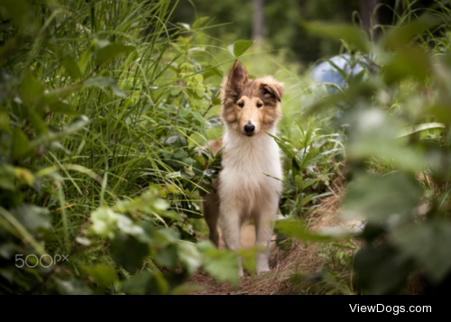 Adventurous collie pup by Robert Ellis