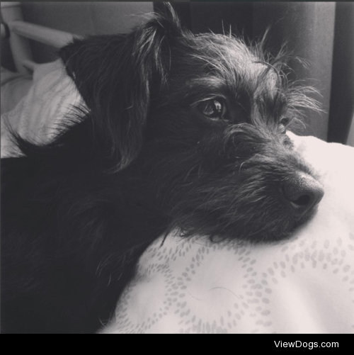 This is Tucker Alexander Smith the Ist.  He is a Terrier/Maltese…