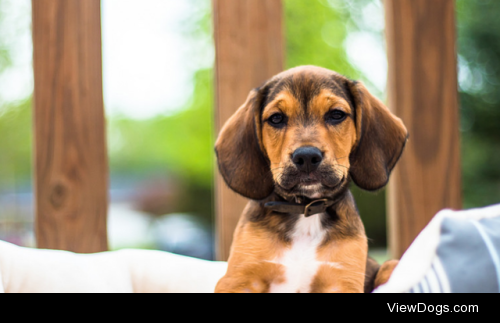 Beagle puppy by Alex Farmer