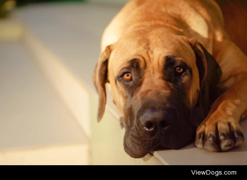 Boerboel Kiarra by Roman Smalko