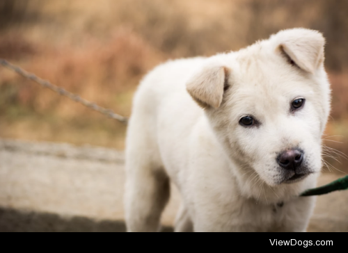 South Korean street puppy by Justine Carlyle