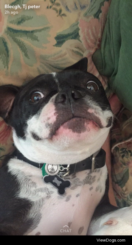 This is Gator. He’s a 5 year old Boston terrier and he…