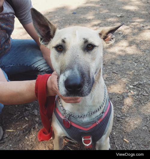 rlshouto:

i met a beautiful and sweet bull terrier/shepherd mix…