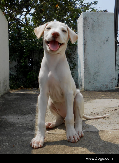 Whitey the girl dog by Guna Seker