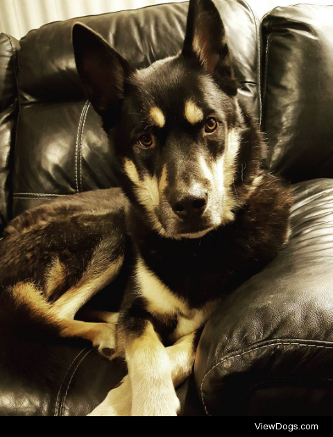 This is Bo! He’s a German Shepherd/Husky mix that back-talks…