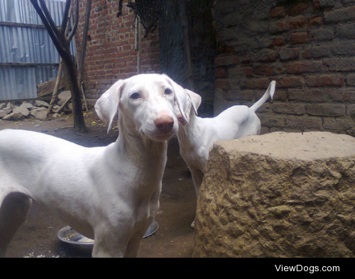 Rajapalayum Adult by Rajapalayum Breeds