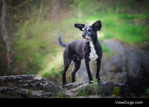 Dumbo Alike by Zuzanna Lata