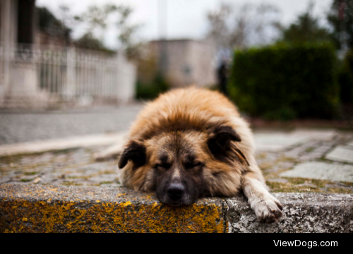 Street dog by A Abdall