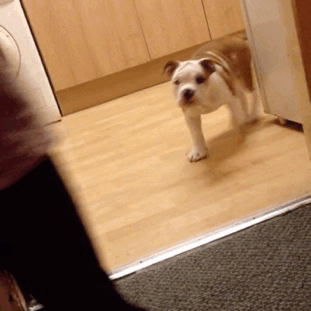 This is Cash! He’s a 10 week old, Old English Bulldog. He loves…