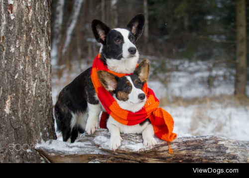 Corgis Bruno and Busya by Alexandra Balamina