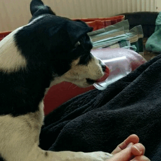 This is my Jack Russell mix Amy, she’s 9 years old and I love…
