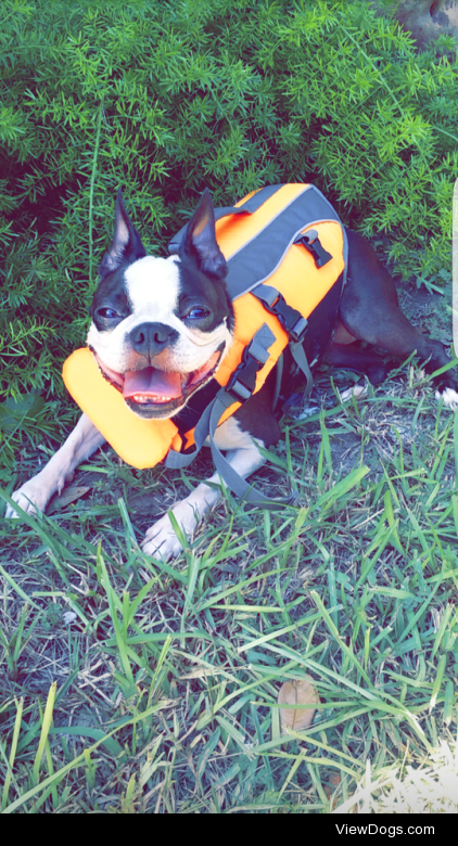 This is Bailey, my 4 year old Bostie who is all smiles.