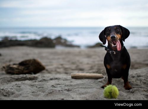 Loly the Doxie by Agustín Herrera