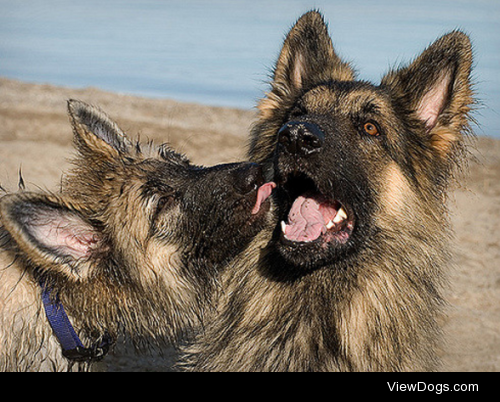 Puppy love by Piotr Organa