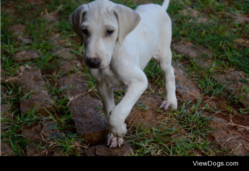 Mudhol hound puppy by Keshav Channa