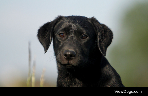 Querfeldein Labradors