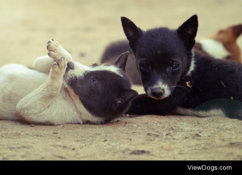 Play time by Vinod Kumar