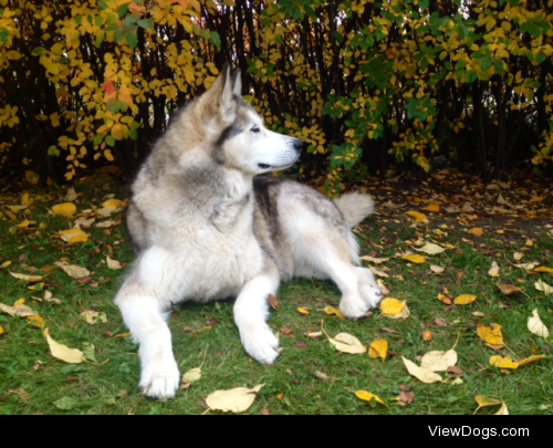 Kota the Malamute.