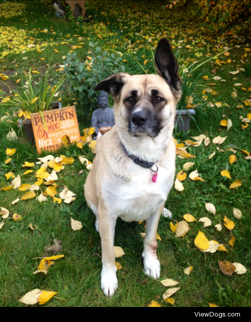 Autumn is Bear’s favorite time of year.