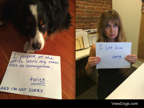 Office Pawlitics
I pooped at the office while my mom was… Office Pawlitics
I pooped at the office while my mom was…