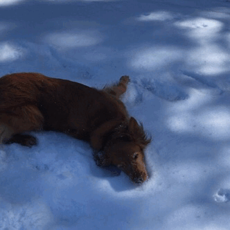 A trip to the snow does wonders for the old girl A trip to the snow does wonders for the old girl