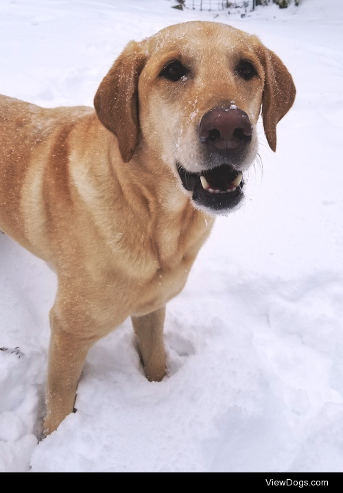 sadietheservicedog:

It’s a blizzard here on the north east; but…