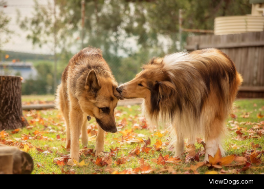 Do you have any pictures of a rough collie and a German Shepherd playing together or posed together?