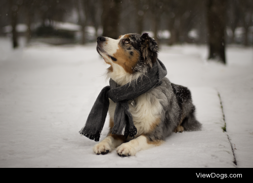 handsomedogs:

Handsomedogs’ Photography Contest XIVROUND 2
Here…