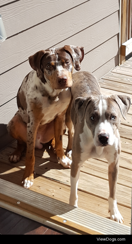 Ifrit and Finch, Catahoula Leopard Dogs.