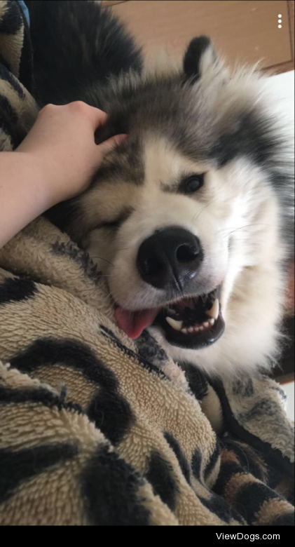 He’s a derp but a cute one ❤️ #alaskan  malamute