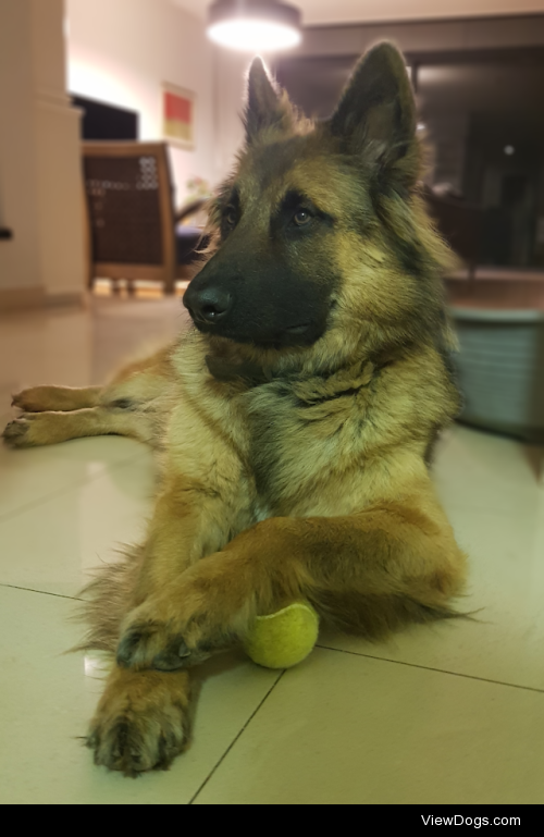 This is Rocky majestically guarding his tennis ball, I think…