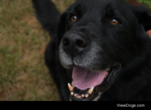 my black lab, Jack :)