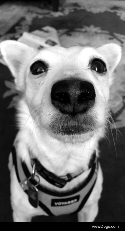 Minnie, Jack Russell Terrier