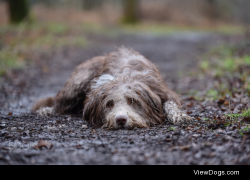 Soggy dog lies | Beverley Clark