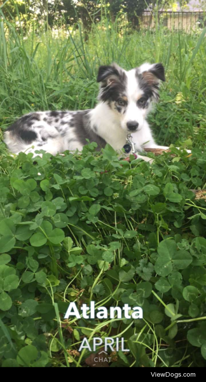 Harper Scout, my roomie’s Aussie pup